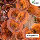 Reishi 450mg 60 Caps - Avanti