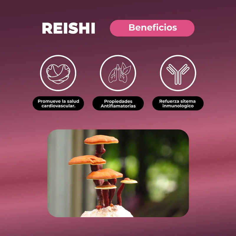 Reishi Hongo 500mg 60 Veg Caps - Karun Life