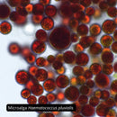 Microalga Haematococcus pluvialis, el origen de la Astaxantina 4 mg