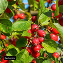 Frutos del agracejo, la planta de la berberina de la Berberina Complex